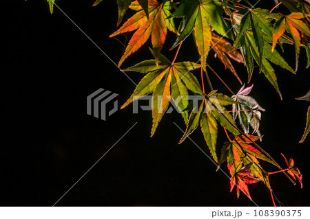 東寺紅葉 東寺紅葉 108390375
