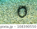 砂から覗く魚 108390550