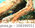 隙間に潜む魚 108390551