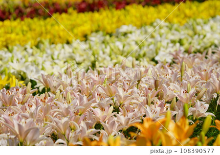 ユリのボーダー花畑 ユリのボーダー花畑 108390577