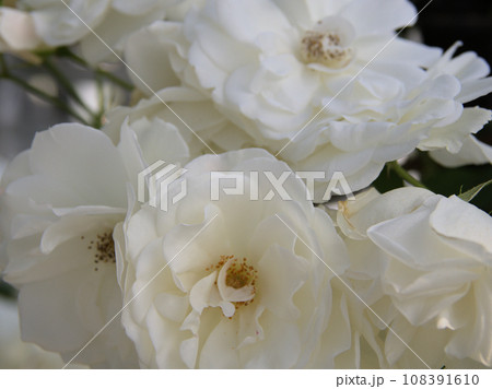 アイスバーク　ASO MILK FACTORYはな阿蘇美　熊本県阿蘇市小里 108391610