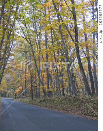 白糸ハイランドウェイの紅葉 白糸ハイランドウェイの紅葉 108392577