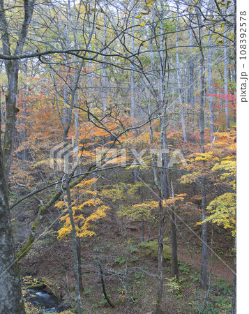 白糸ハイランドウェイの紅葉 108392578
