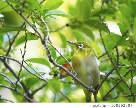 メジロ メジロ 108392587