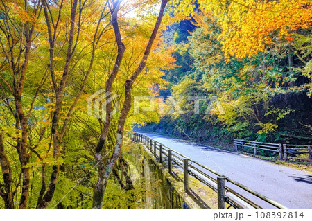 大井平公園の紅葉 108392814