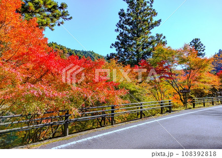 大井平公園の紅葉 108392818