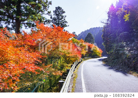 大井平公園の紅葉 大井平公園の紅葉 108392824