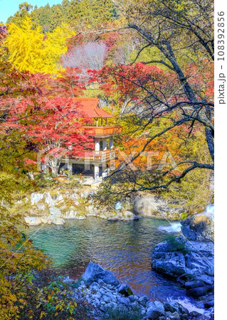 大井平公園の紅葉 108392856