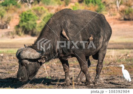 アフリカのサファリツアーで見た野生動物バッファロー アフリカのサファリツアーで見た野生動物バッファロー 108392984