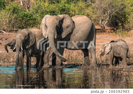 アフリカのサファリツアーで見た野生動物ゾウの群れ 108392985