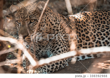 アフリカのサファリツアーで見た野生動物ヒョウ 108392988