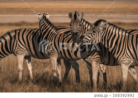 アフリカのサファリツアーで見た野生動物しまうまの群れ 108392992
