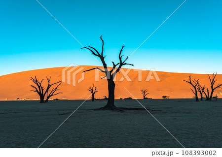 アフリカ南部ナミビアのナミブ砂漠に広がるデッドフレイの朝の景色 108393002