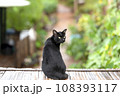 black cat sit down on bamboo wood 108393117