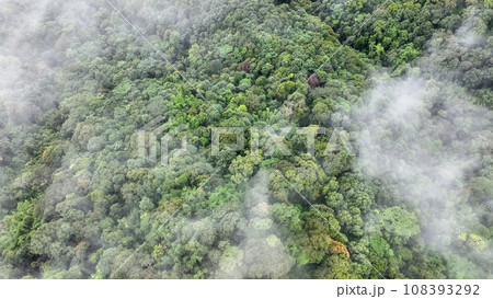 Mist on tropical rainforest mountain, Tropical forests can increase the humidity in air and absorb carbon dioxide from the atmosphere. 108393292