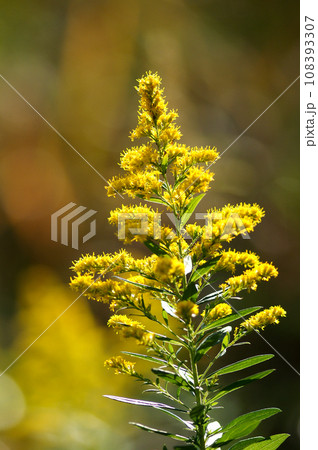 背高泡立草(せいたかあわだちそう) 108393307