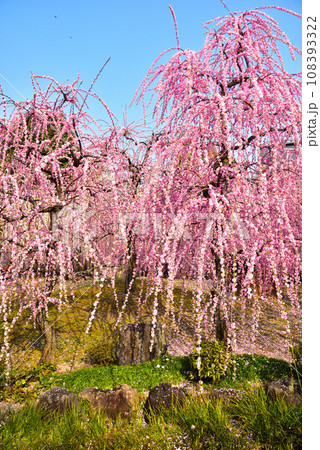 京都市 城南宮の枝垂れ梅 108393322