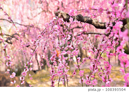 京都市 城南宮の枝垂れ梅 108393504