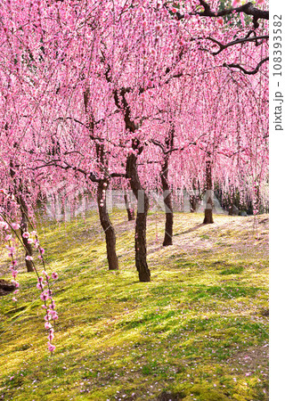 京都市 城南宮の枝垂れ梅 京都市 城南宮の枝垂れ梅 108393582