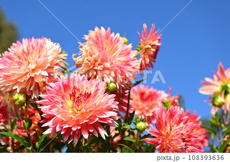 青空に映えるダリアの花 青空に映えるダリアの花 108393636