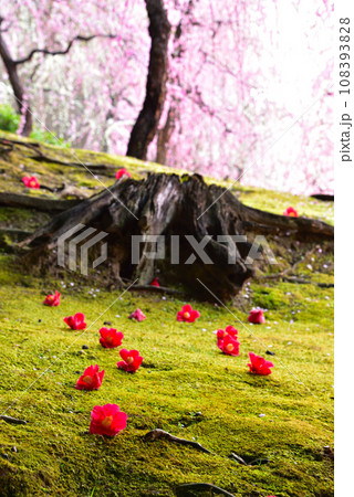 京都市 城南宮の枝垂れ梅と椿 京都市 城南宮の枝垂れ梅と椿 108393828