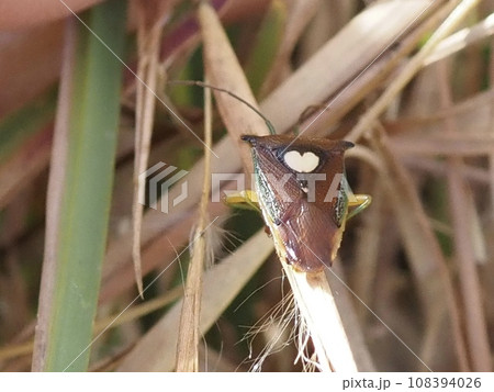 ハート模様のカメムシを見つけた ハート模様のカメムシを見つけた 108394026