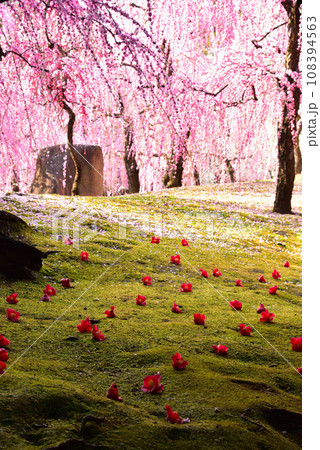 京都市 城南宮の枝垂れ梅と椿 108394563