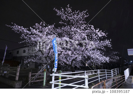 満開の夜桜 十四川にて(三重県四日市市) 満開の夜桜 十四川にて(三重県四日市市) 108395187