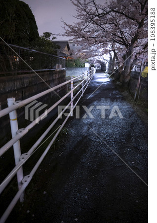 満開の夜桜　十四川にて(三重県四日市市) 108395188