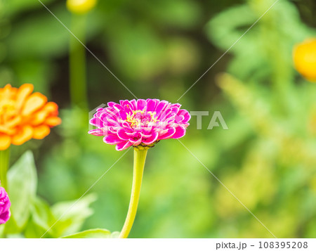 Red Zinnia flowers. Flowers zinnia elegans. Color nature background. 108395208