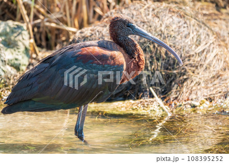 The glossy ibis, latin name Plegadis falcinellus, searching for food in the shallow lagoon. 108395252