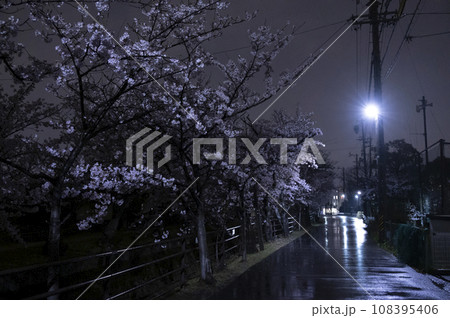 満開の夜桜　十四川にて(三重県四日市市) 108395406