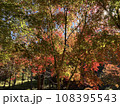 色鮮やかな山里の紅葉 108395543
