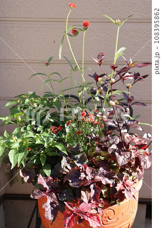 秋の花とカラーリーフの寄せ植え 秋の花とカラーリーフの寄せ植え 108395862