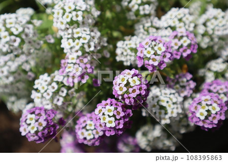 種から育てた可愛いアリッサムの花 種から育てた可愛いアリッサムの花 108395863