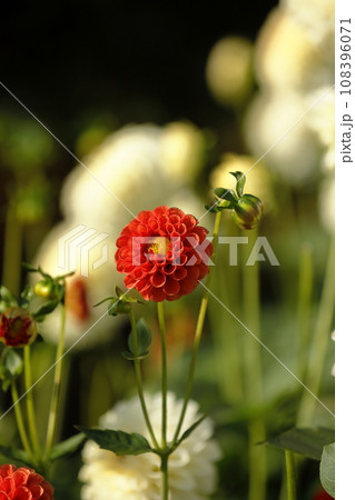 満開のダリア 108396071