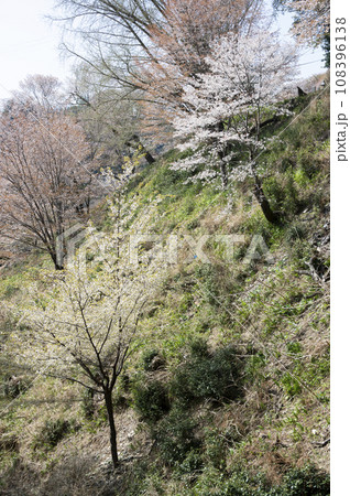 満開の桜　吉野山にて(奈良県吉野町) 108396138