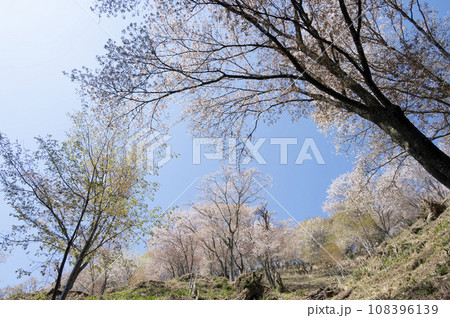満開の桜　吉野山にて(奈良県吉野町) 108396139