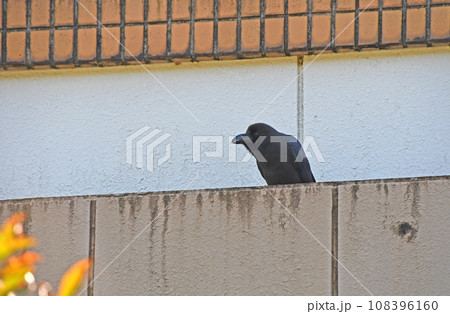 ハシブトガラス 108396160