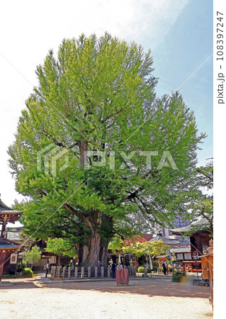 飛騨国分寺(高山) 飛騨国分寺(高山) 108397247