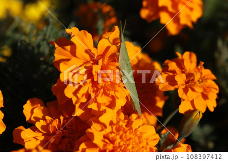 秋の庭に咲くオレンジ色のマリーゴールドの花に止まるオンブバッタ 108397412