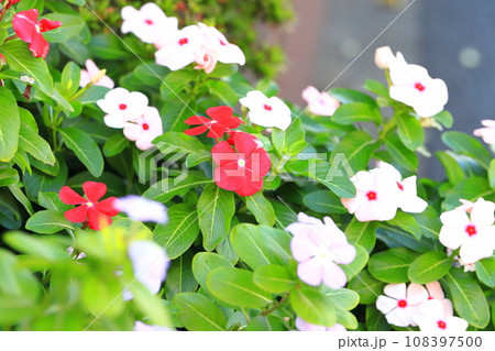 色とりどりの日日草（ニチニチソウ）　 108397500