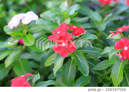 色とりどりの日日草（ニチニチソウ）　 108397508