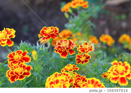 混色のマリーゴールド 108397818