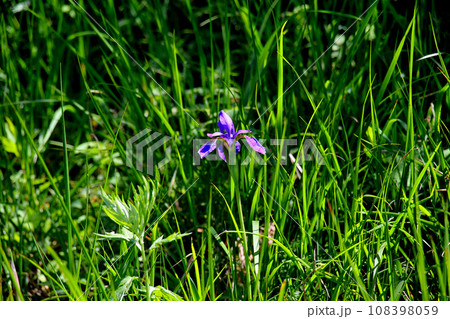 池の平湿原　雲上の丘　周辺の高山植物　アヤメ 108398059