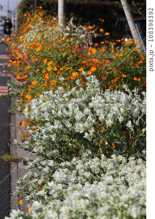 秋の庭に咲く白いハツユキソウの花とオレンジ色のキバナコスモスの花 秋の庭に咲く白いハツユキソウの花とオレンジ色のキバナコスモスの花 108398392