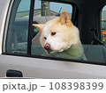 車から顔を出す秋田犬 108398399