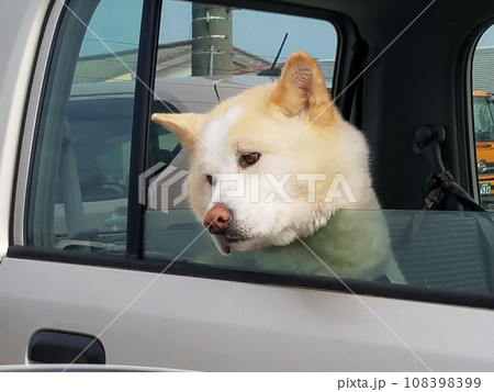 車から顔を出す秋田犬 車から顔を出す秋田犬 108398399