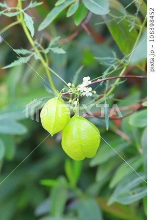 風船葛（フウセンカズラ）の白い花と実 108398452