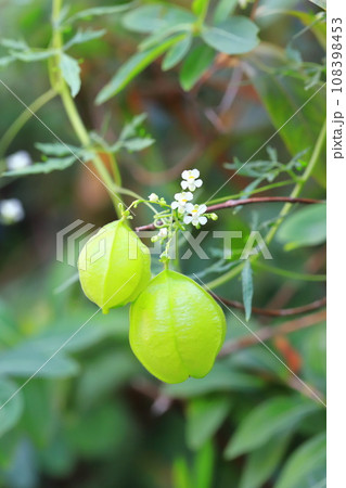 風船葛（フウセンカズラ）の白い花と実 108398453